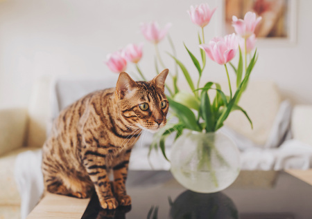 Зоопсихолог ответила, как отучить кошку прыгать по столам