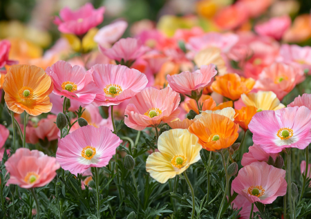 Никакого полива и прополки: цветок для вечно занятых — сеется сам и цветет с июня до снега