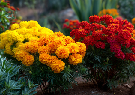 Цветок для тех, кто считает, что у него тяжелая рука: неудачи в посадках останутся в прошлом