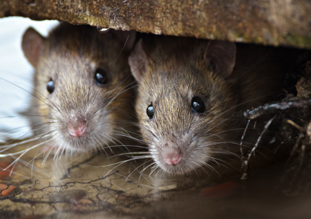 К чему снится крыса: предательство или удача?