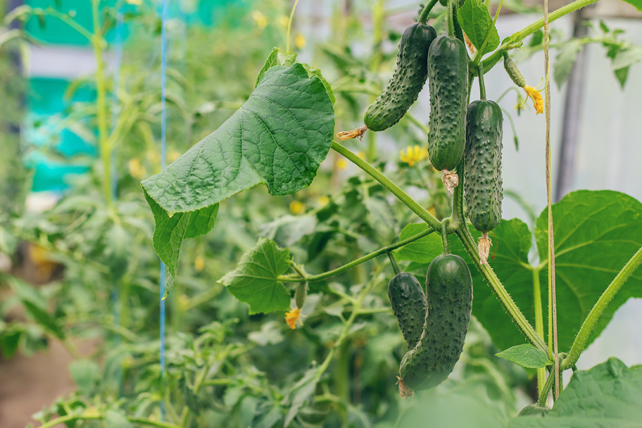Огурцы в теплице