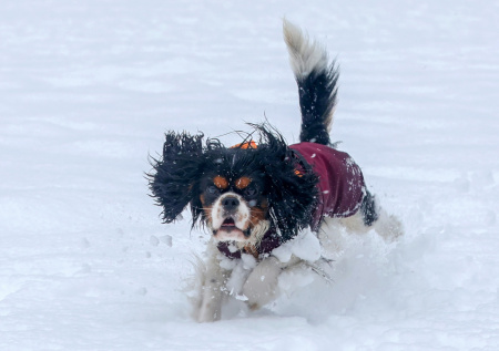 Кинолог дал советы, как провести совместный выходной с собакой