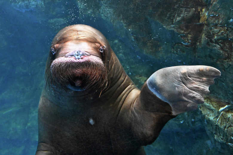 Морж Миша в Приморском океанариуме во Владивостоке