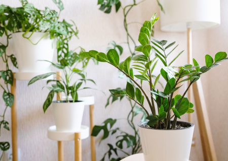 Комнатные растения перестанут чахнуть зимой — простой домашний порошок защитит от болезней и увядания