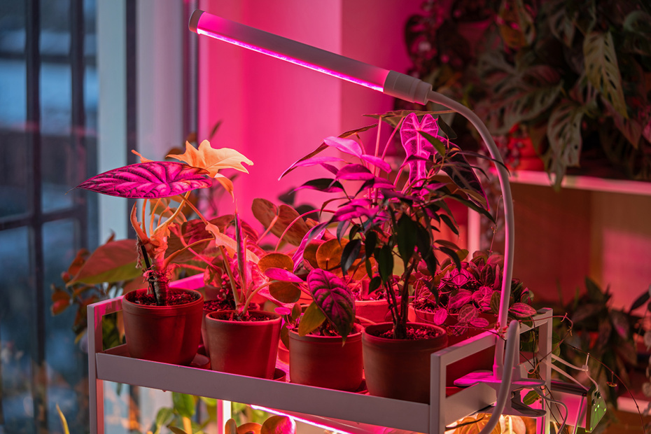 Фитолампы весной для растений