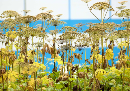 «Косить бесполезно»: биолог раскрыла главную опасность клена и борщевика