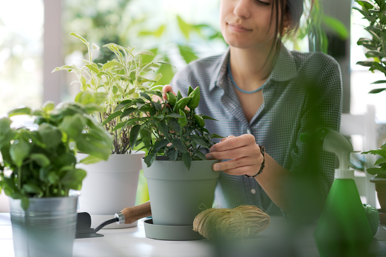 Как подготовить комнатные растения к весне