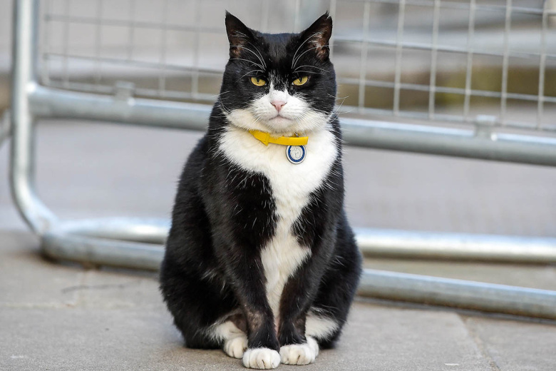 Кот-дипломат Палмерстон