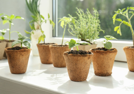 Домашний мини-огород на подоконнике — свежие овощи и зелень зимой: как легко вырастить урожай без сложностей