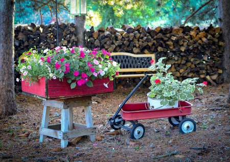 Петунии цветут до заморозков — секретная подкормка в марте: дрожжи и аквариумная вода для пышных кустов
