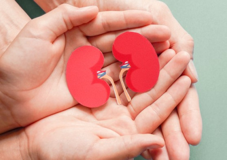 Срок ожидания, жизнь после: ответ врача на топ вопросов о пересадке почки