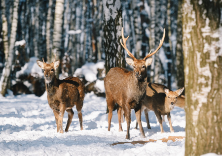 В Госдуме придумали, как защитить природные заказники