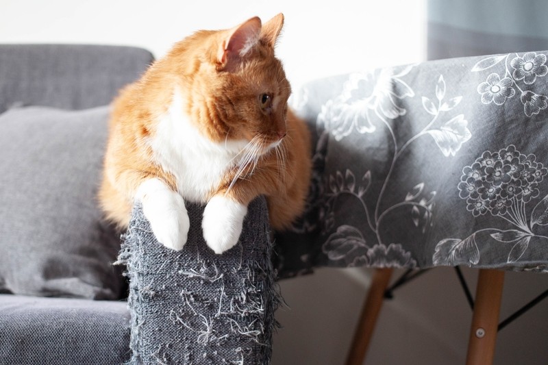 Почему кошки смотрят в одну точку: что на самом деле они там видят