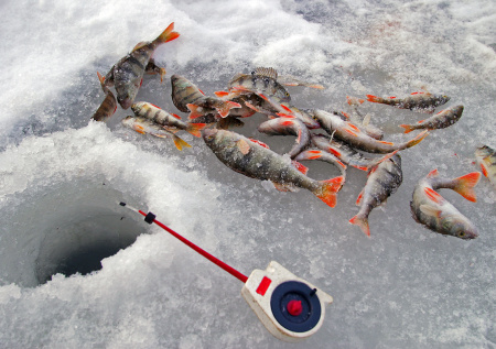 «Гробик» для окуня: тактика ловли полосатика в февральское глухозимье
