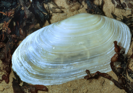 На пляж в Британии выбросило тысячи необычных моллюсков