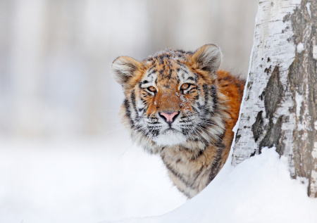 Появились подробности о личности погибшего от лап тигра мужчины