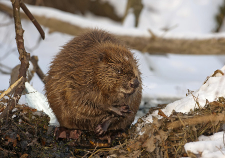 Эколог назвал неочевидный кризис в российской природе