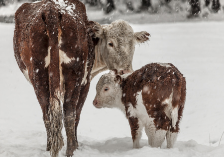 Приметы 18 февраля — Агафья Коровница: почему сегодня нельзя спать?