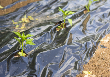 Земля прогреется за 3 дня без навоза и затрат: простой способ с черной пленкой ускорит посадки на 2–3 недели