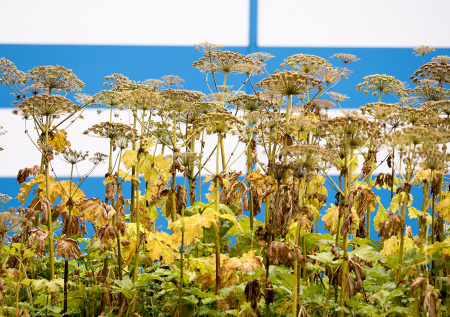 Дачникам пригрозили штрафами за борщевик