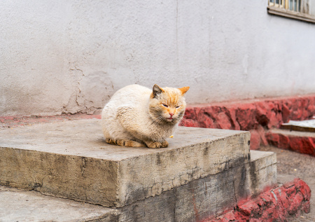 Россиянка погладила кота в Таиланде и попала в больницу