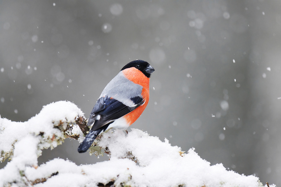Приметы о животных в феврале