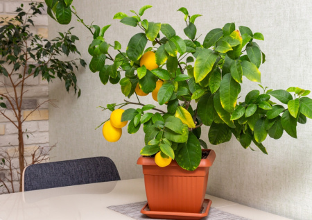Домашние цитрусы и гранаты зимой: простые хитрости для хозяйки