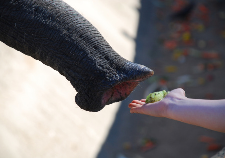 Масленичное чучело отдадут на съедение ростовским гигантам