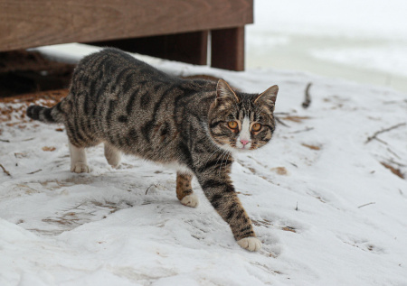 Ветеринар назвал самые важные анализы для кошек с улицы