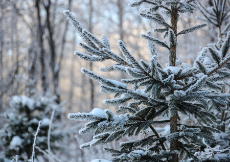В Подмосковье ударили почти 30-градусные морозы
