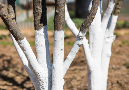 Эксперт рассказала почему обязательно нужно белить деревья