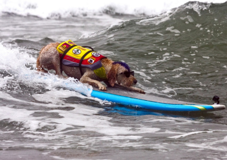 Россиянин рискнул жизнью ради спасения тонущего в океане животного