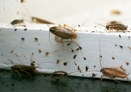 В Краснодаре нашли детей в нечеловеческих условиях проживания
