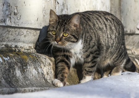Ветврач объяснил, почему коты приносят хозяевам свою добычу