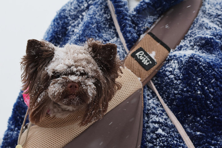 Снегопад в Москве. За сутки в столице прогнозируют выпадение свыше 60% месячной нормы осадков