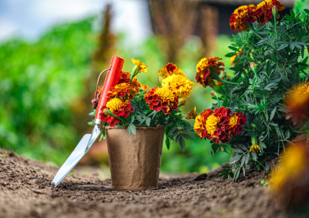 Посадите и забудьте про сорняки и вредителей: этот цветок отпугнет нематод, тлю и белокрылку