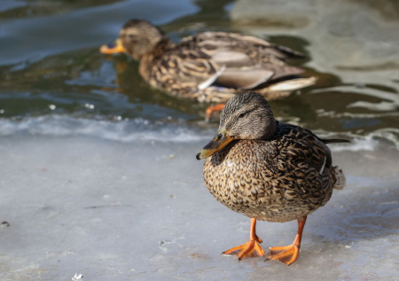 Орнитолог назвал виды птиц, которые не переживут зиму самостоятельно