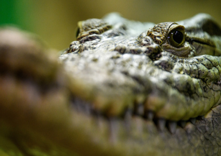 Разъяренный крокодил растерзал собиравшую моллюсков женщину