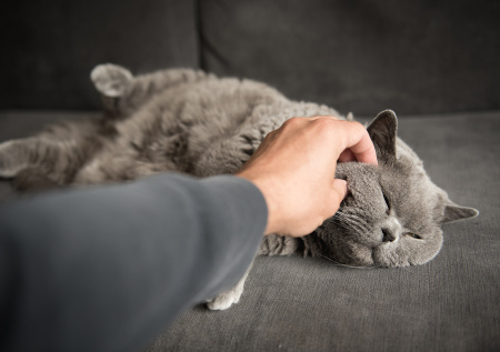 Зоопсихолог дала совет, как подружить кошку с новым членом семьи