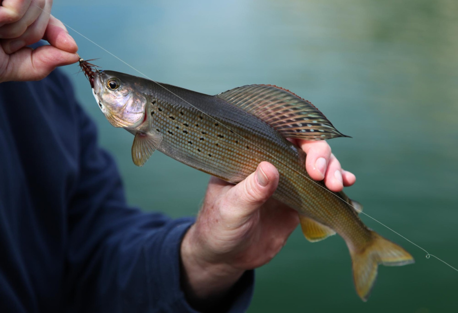 Лед тает, рыба клюет: готовим наживки для успешной рыбалки в оттепель