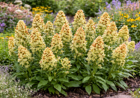 Да, она не красавица, но медовый аромат валит с ног: необычные соцветия — резеда снова становится любимицей садоводов