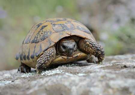 Похотливые самцы заставили самок черепах пойти на отчаянный шаг