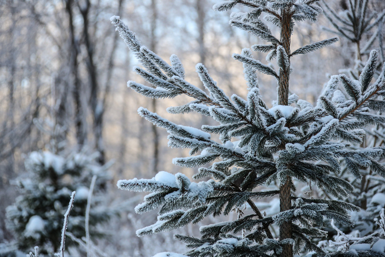 Приметы 21 февраля