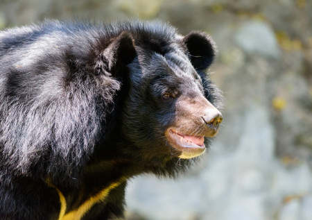 Голодные медведи ворвались в ресторан и попали на видео