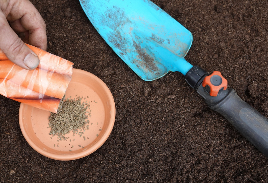 Семена моркови