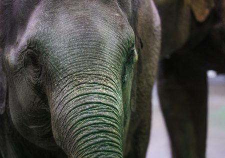 Слон разорвал хозяину легкое за испорченное свидание