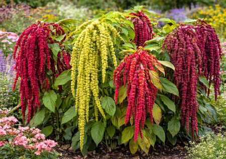 Растение лисий хвост поражает необычностью: длинные поникающие соцветия напоминают пушистые хвосты