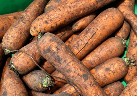 Морковь снова станет хрустящей, как с грядки: простой способ вернуть свежесть за 30 минут без лишних затрат