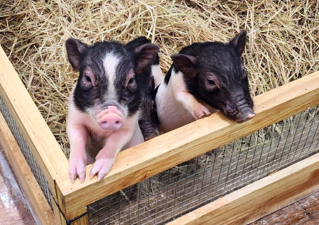 Мини-пигов заставляли работать в кафе сверхурочно в российском городе