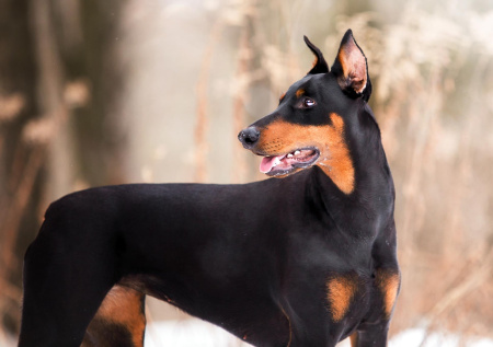 Три добермана напали на девушку во Владивостоке